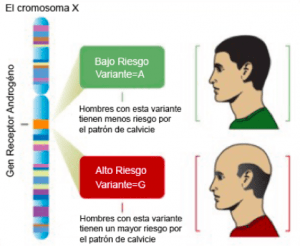 Gen Receptor Andrógeno